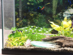 20 gallon fish tank