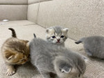 Scottish Kittens for free