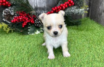 Chihuahua puppies for adoption