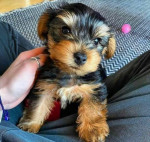 Yorkies puppies for adoption