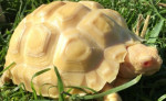 Albino Sulcate Tortoise