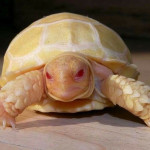 Albino Sulcate Tortoise