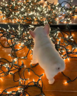 French bulldog puppies 🐶 available looking for new owners