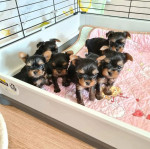 Teacup Yorkshire terrier puppies 🐶 😍 for new owners 😀