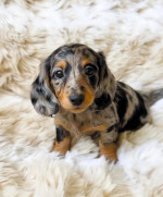 Mini dachshund puppy