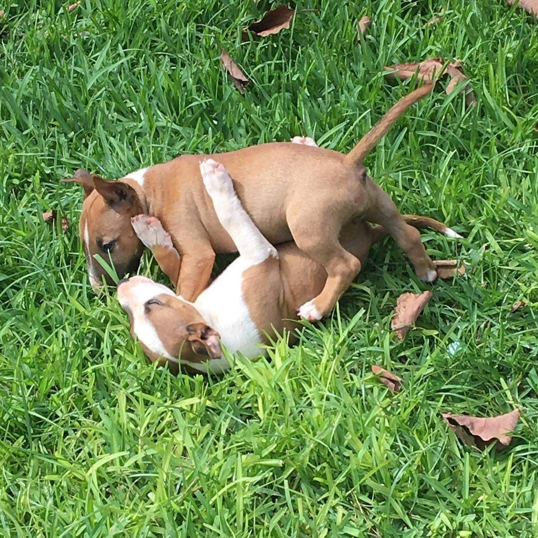 Adorable Bull Terrier Puppies for Sale – Playful, Healthy, and Ready for Their New Homes!