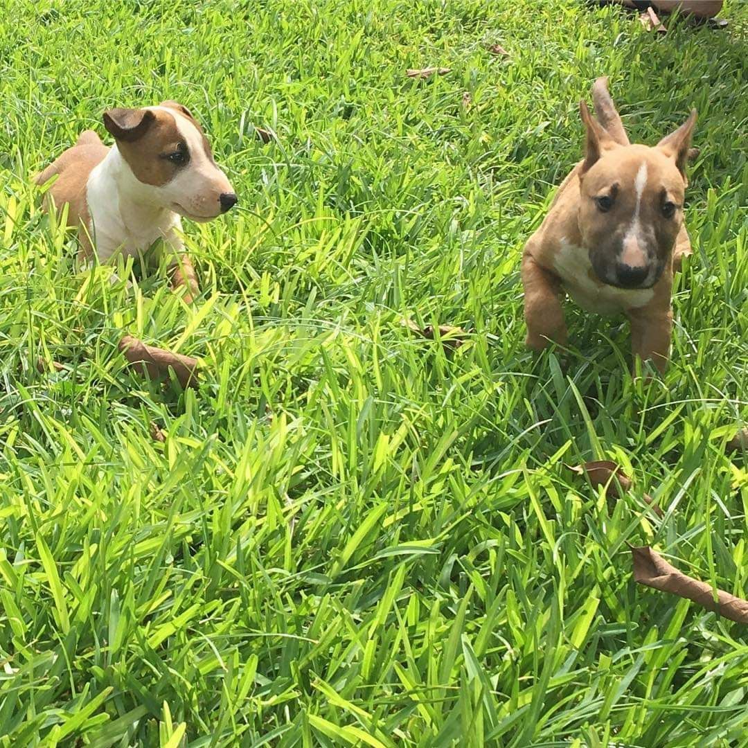 Adorable Bull Terrier Puppies for Sale – Playful, Healthy, and Ready for Their New Homes!