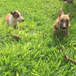 Adorable Bull Terrier Puppies for Sale – Playful, Healthy, and Ready for Their New Homes!