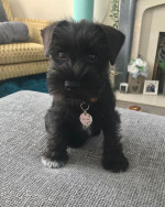 Miniature schnauzer puppy