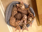 F1 savannah cats for sell