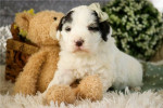 Portuguese Water Dog