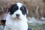 Portuguese Water Dog