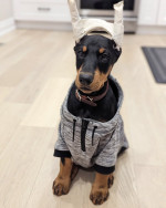 Very lovable Doberman Pinscher and get along very well with other animals