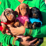 Adorable male and female miniature Dachshund puppies