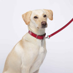 LOUXOR PET LEASH