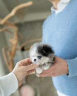 Super cute and healthy Pomeranian Puppies available for a new home.