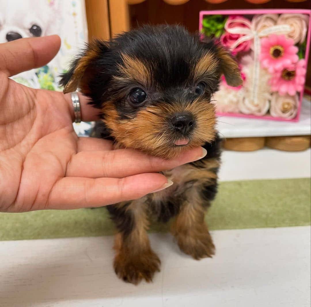 Yorkie puppies available
