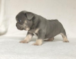 French bulldog puppy