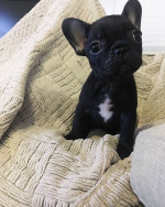 French bulldog puppies