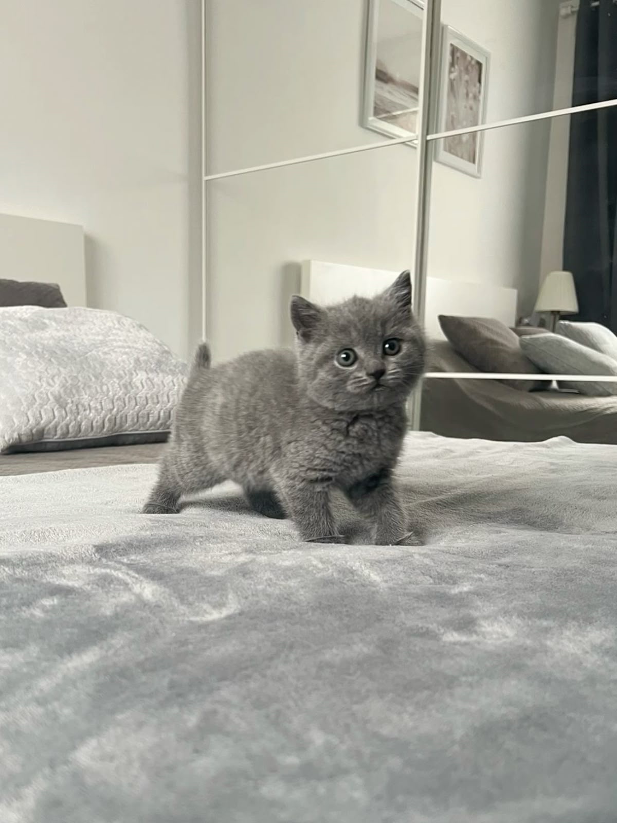 British shorthair