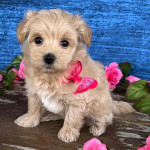 6weeks old Maltipoo for sale
