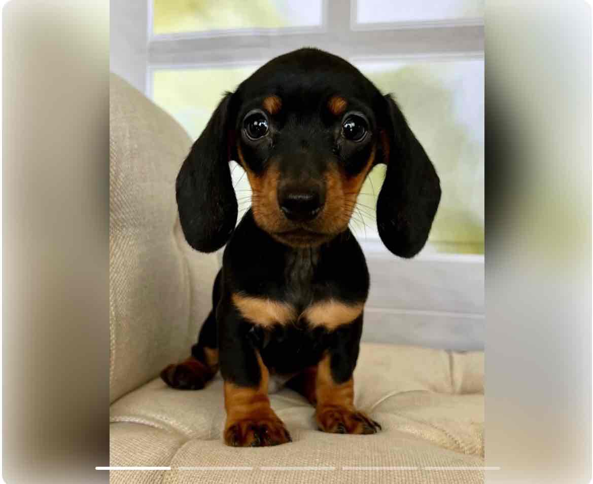 Meet Theo 🩷 ACA Mini Dachshund Puppy