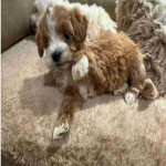 If you are looking for a loyal, intelligent, and affectionate dog, our beautiful maltipoo are ready to find their forever homes ! These puppies combine the best traits of two fantastic breeds, making them the ideal family pet.