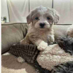 If you are looking for a loyal, intelligent, and affectionate dog, our beautiful maltipoo are ready to find their forever homes ! These puppies combine the best traits of two fantastic breeds, making them the ideal family pet.