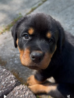 Rottweiler puppies(Angels)