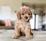 Cavapoo puppies for adoption near me