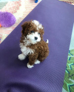 Cavapoo puppies for adoption near me