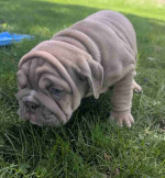 English bulldogs