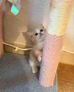 Mixed breed Maine coon and tabby cat