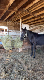 Confusion Range Mustang – Project Mare for Experienced Home