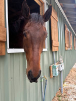 ⭐️ 2021 OTTB Gelding – Tall, Talented & Trainable Prospect ⭐️