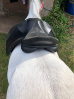 16” Wide Saddle – Like New – Ideal for Wide, Flat-Backed Ponies