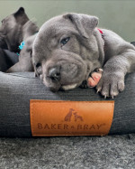 Adoption Alert: Adorable 8-Week-Old Cane Corso Puppies! 🐾**
