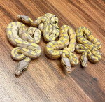Banana ballpython