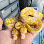 Albino pied ballpython