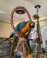 Male and Female Blue and Gold Color Macaw Parrots