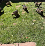 Home Trained Charming Male and Female German Shepherd Puppies Ready