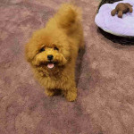 Mini poodle