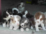 Australian shepherds pups