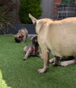 Two lovely  french  bulldog  puppies
