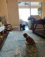 Shih tzu puppy for Adoption