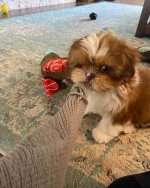 Shih tzu puppy for Adoption