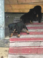 Beautiful Rottweiler puppies looking