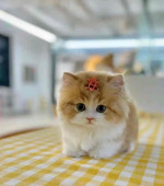 Meet baby Luna she’s available right now ❤️🐱😍