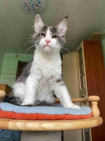 Maincoon kittens for adoption and rehoming