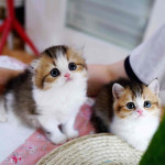 This lovely 🥰 kittens 🐱 are available tomorrow just inbox me right now for more information right away